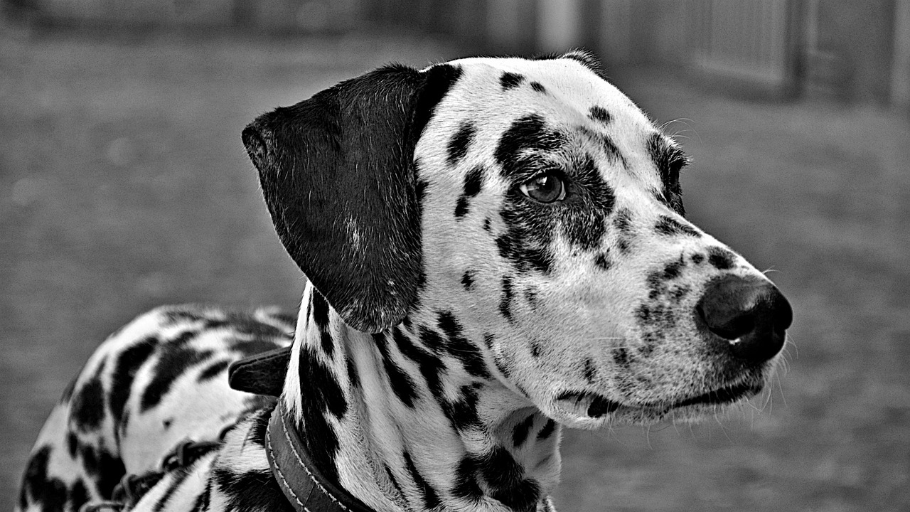 カメラに直面して茶色と白のダルメシアン犬の肖像画 — ストック