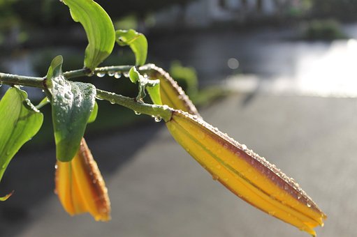 Free Lily Bud photo and picture
