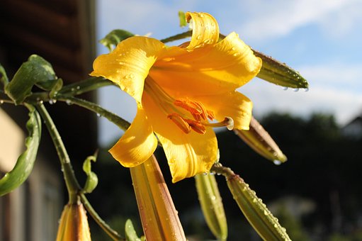 Free Lily Blossom photo and picture