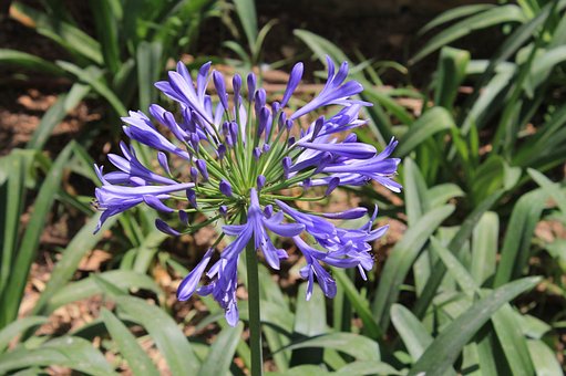 Free Blossom Bloom photo and picture