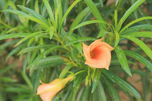 Free Orange Blossoms photo and picture
