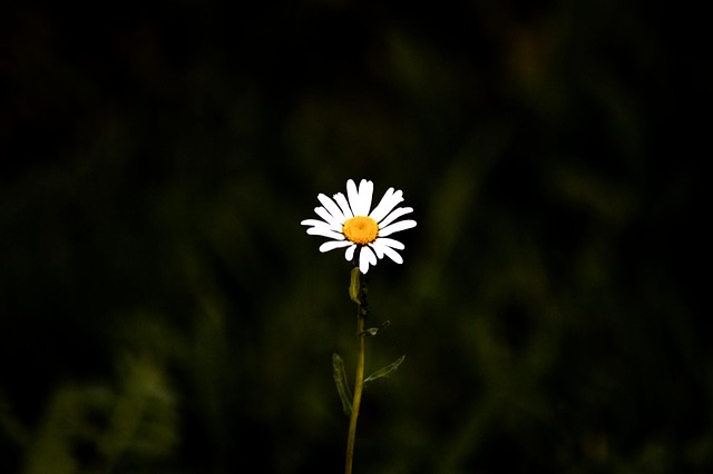 Flor Silvestre, Naturaleza, Flor
