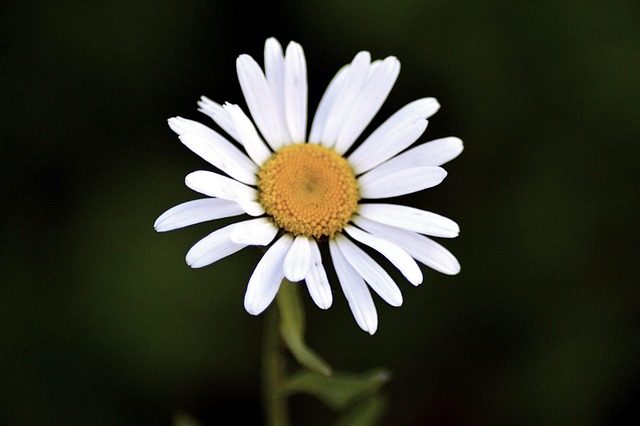Flor, Cerrar, Amarillo, Macro