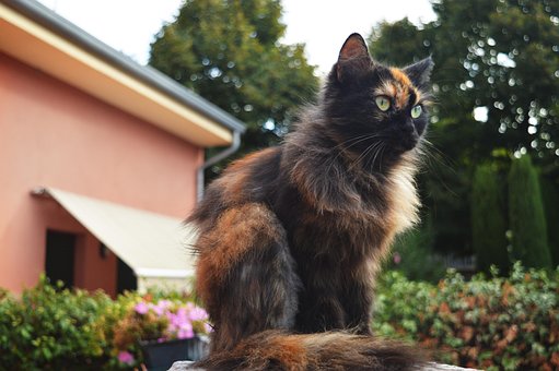 Cat, Fondo, Fondos De Escritorio