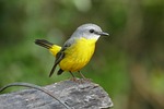 yellow, breasted, robin