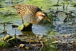 buff, banded, rail