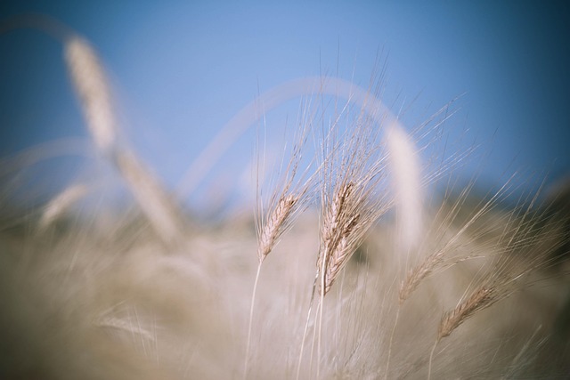Free Field Corn photo and picture
