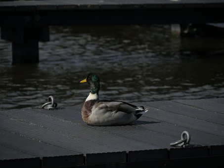 Pato, Natureza, Agua, Rede