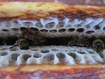 alveoli, hive, radius