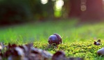 acorn, moss, forest