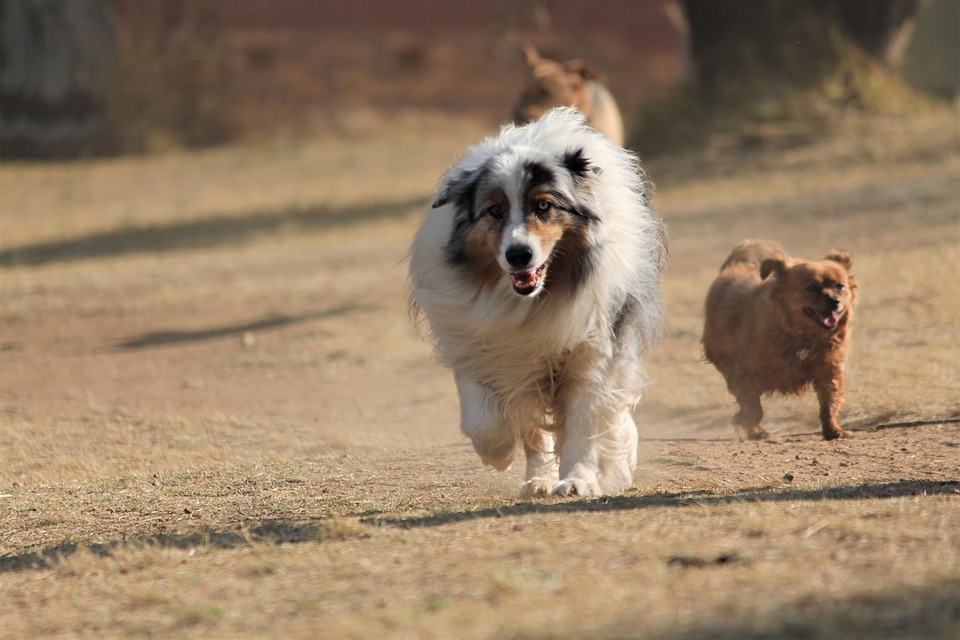 Anjing Gembala Australia Collie Foto Gratis Di Pixabay