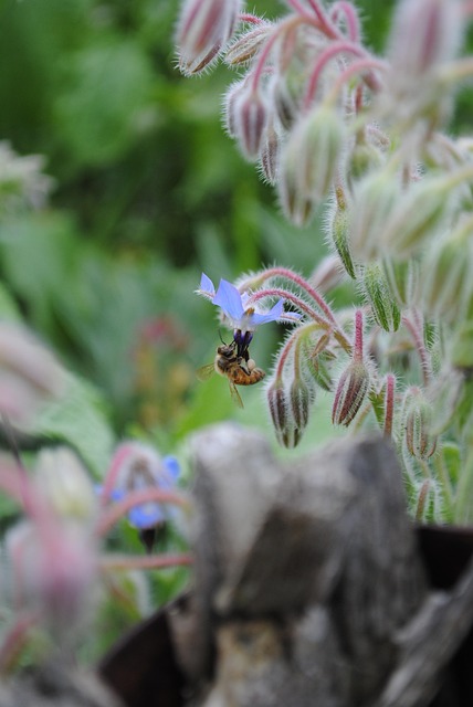 Free Bee Minnesota photo and picture