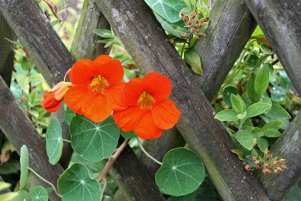 nasturtiums