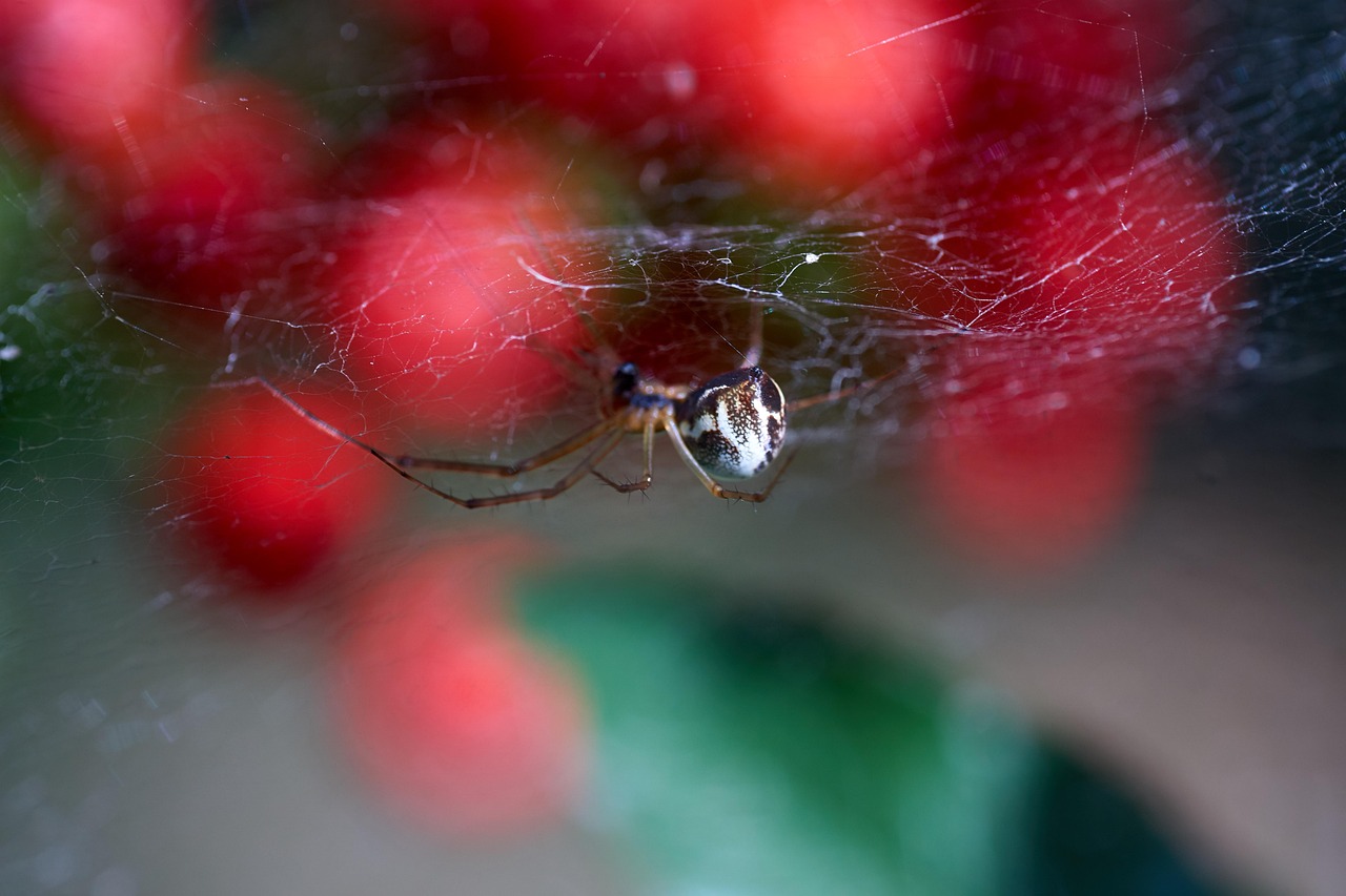 Araña Insecto Animal Que Se - Foto gratis en Pixabay - Pixabay