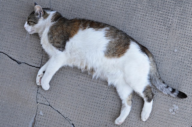 Katze, Kätzchen, Hauskatze
