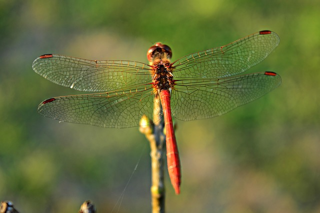 Libelle, Insekt, Natur, Makro
