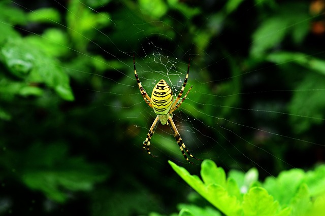 Wespenspinne, Spinne, Gliederfüßer