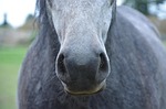 horse, nostrils, snout