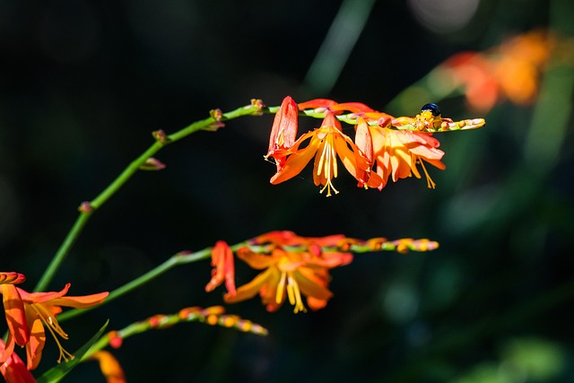 Free Flower Flower Wallpaper photo and picture