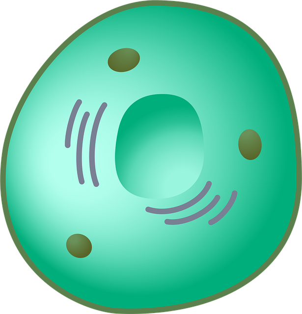 Eukaryot, Célula, Núcleo