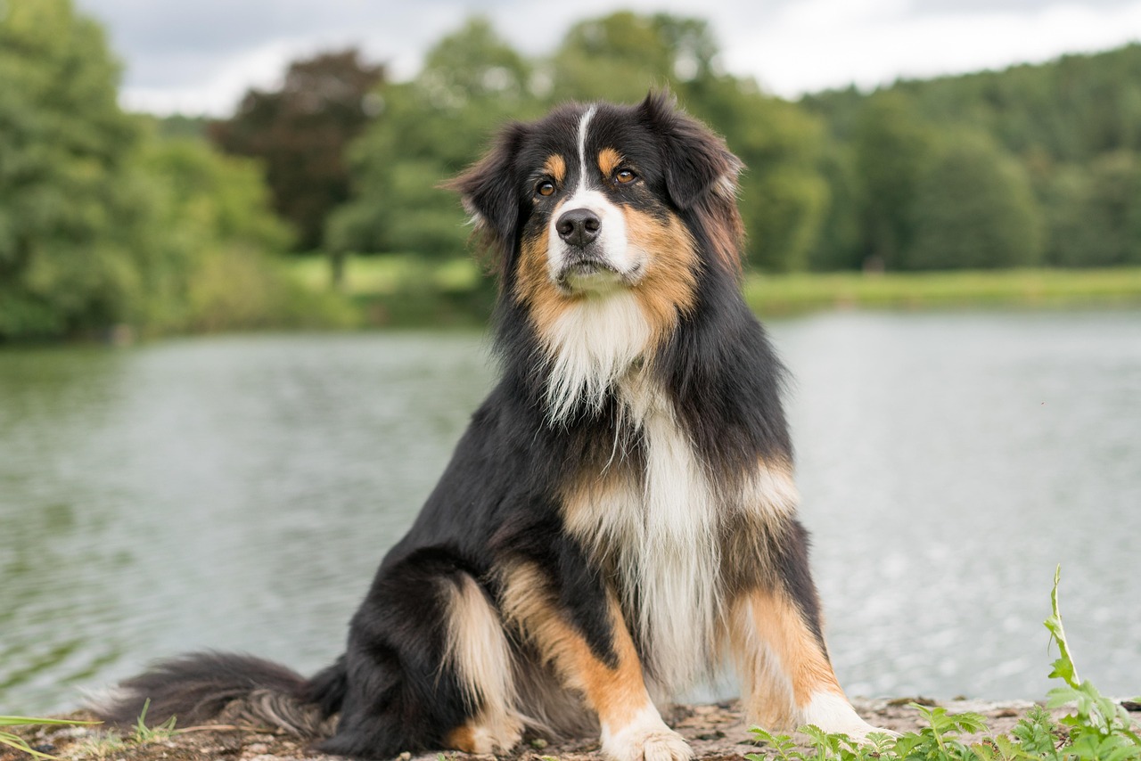 Plus De 7 000 Images De Berger Australien Et De Chien Pixabay Plus De 7 000 Images De Berger Australien Et De Chien Pixabay
