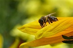 animal, insect, bee