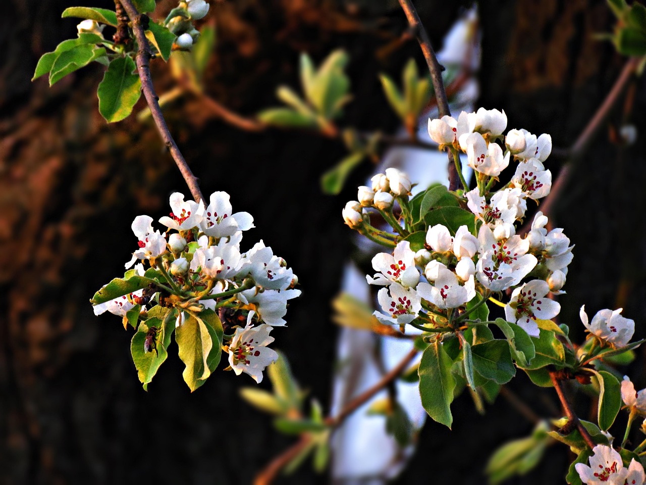 flower-2743913_1280.jpg