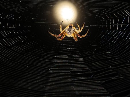宏, Web, 蜘蛛猎人, 夜, 哥伦比亚