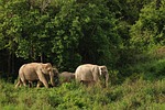 wild elephant, elephant, asia