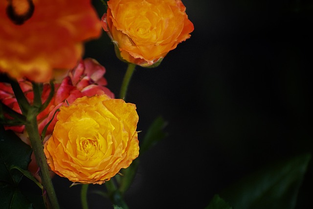 Free Roses Orange photo and picture