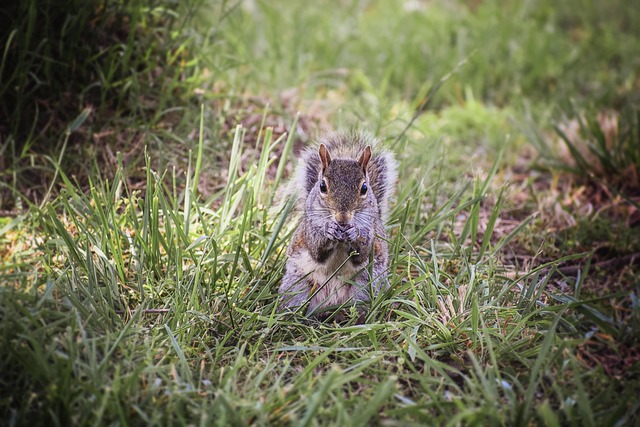 Free Squirrel Animal photo and picture