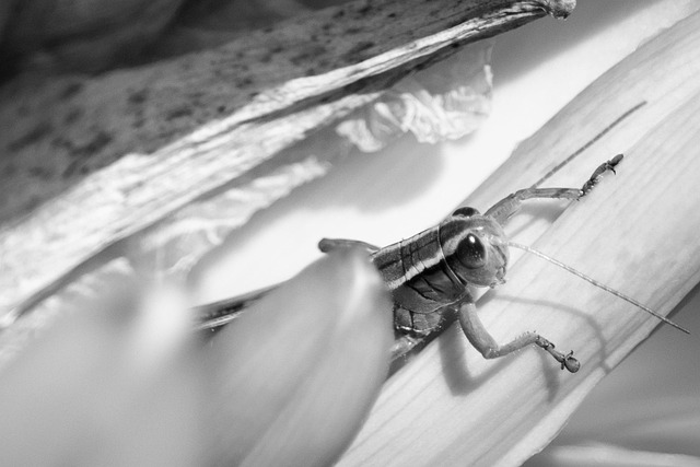 Free Nature Grasshopper photo and picture