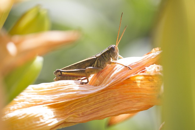 Free Nature Macro photo and picture