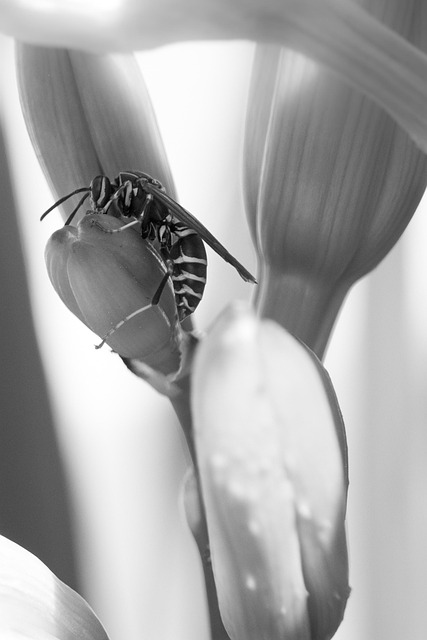 Free Nature Wasp photo and picture