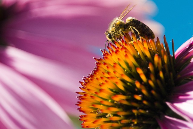 Free Nature Bee photo and picture