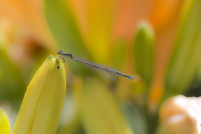 Free Nature Dragonfly photo and picture
