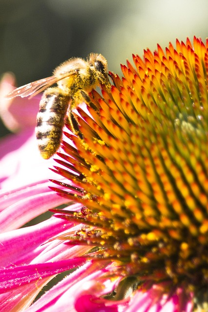 Free Nature Bee photo and picture