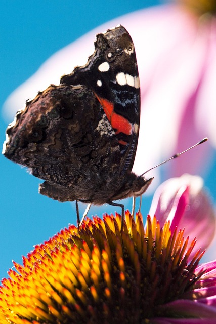 Free Nature Papilion photo and picture