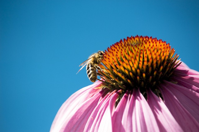 Free Nature Bee photo and picture