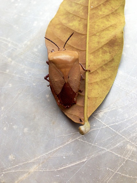 Free Bugs Insect photo and picture