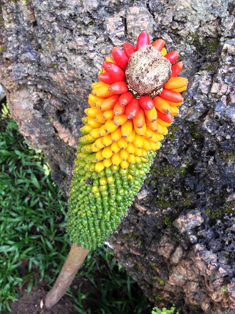 Free Plant Color photo and picture