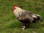 cock, hens, poultry