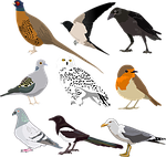 bird, collection, wild