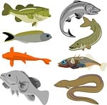 fish, collection, wild