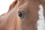 horse, equine, animal