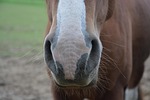 horse, nostrils, nostrils strong