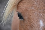 shetland pony, œil, keen eye
