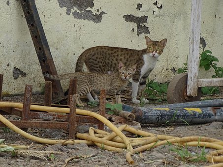 Katze, Tiere, Haustier, Niedlich, Weiß