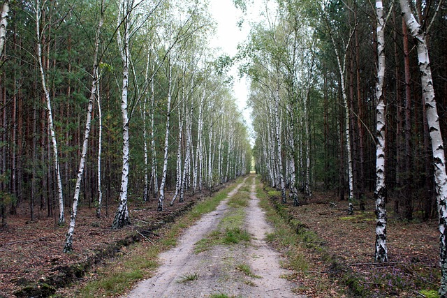 Birch Forest Trees - Free photo on Pixabay - Pixabay