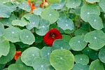 nasturtium, cress, eat